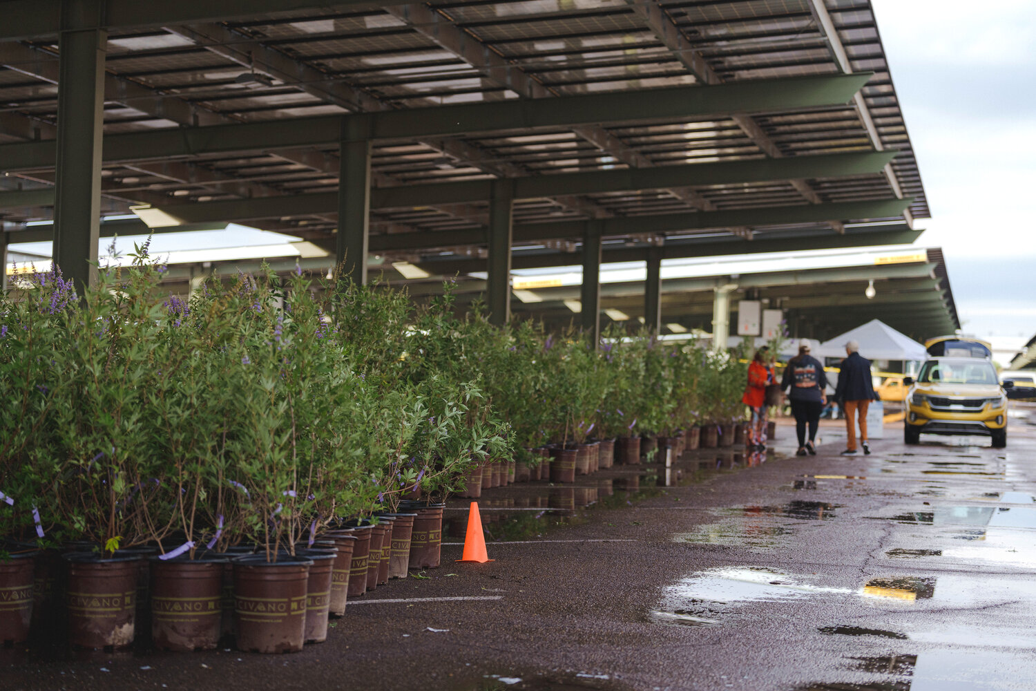 SRP distributes 3,000+ free shade trees to Valley customers Daily